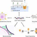 Graphical abstract