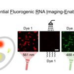 Graphical Abstract